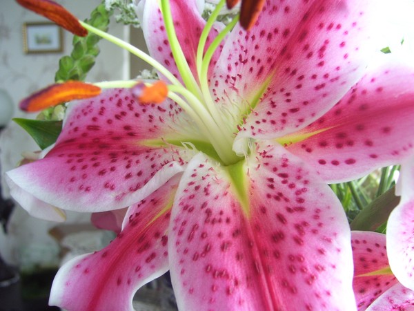 Heart of Lily