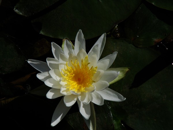 wayer lily