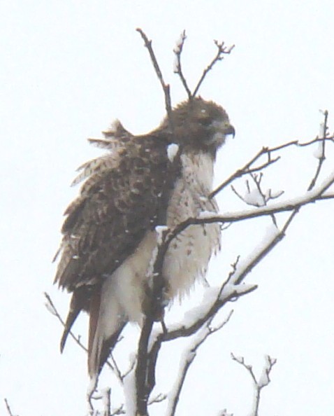 ruffled feathers