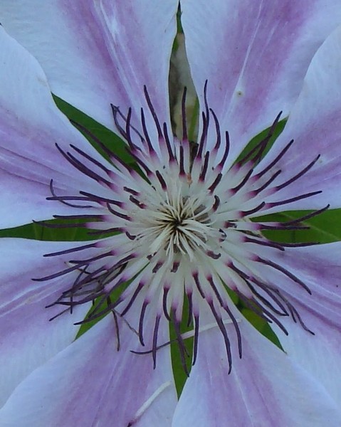 clematis