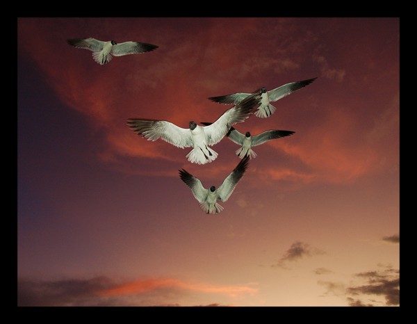 Seagulls III