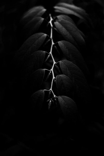shadow