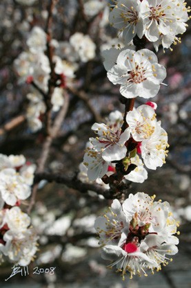 WHITE-FLOWERS