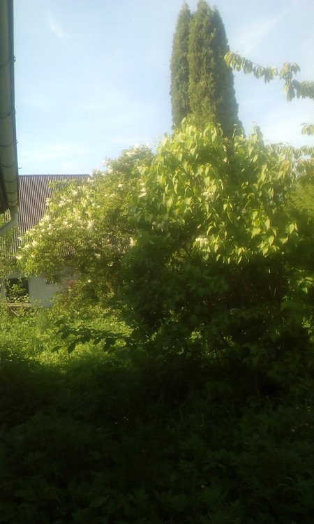 White lilac huge bush
