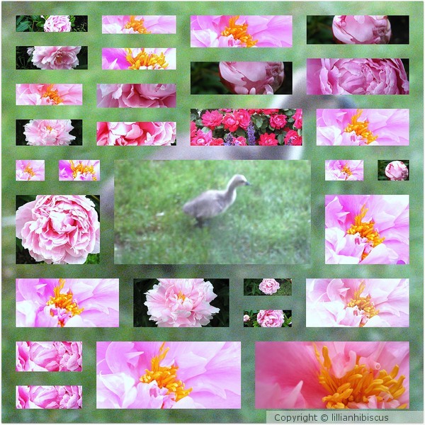 Spring Collage