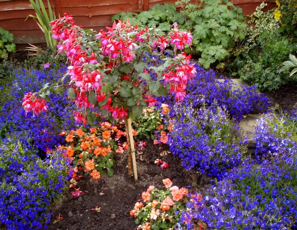 dads garden