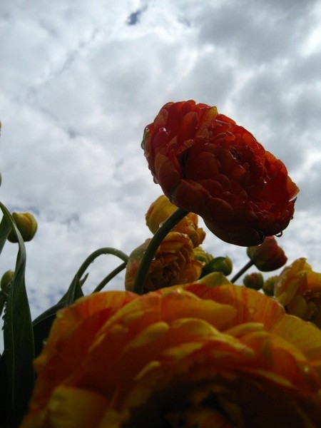 Tulips in the sky