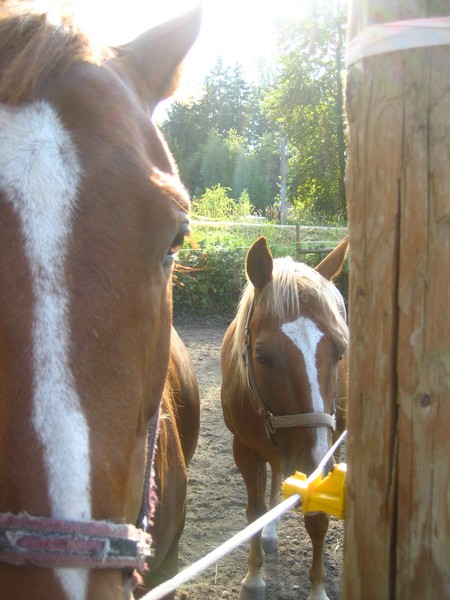 Horses