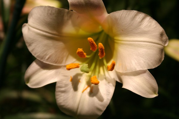 White Lily