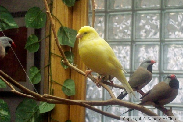 Aviary