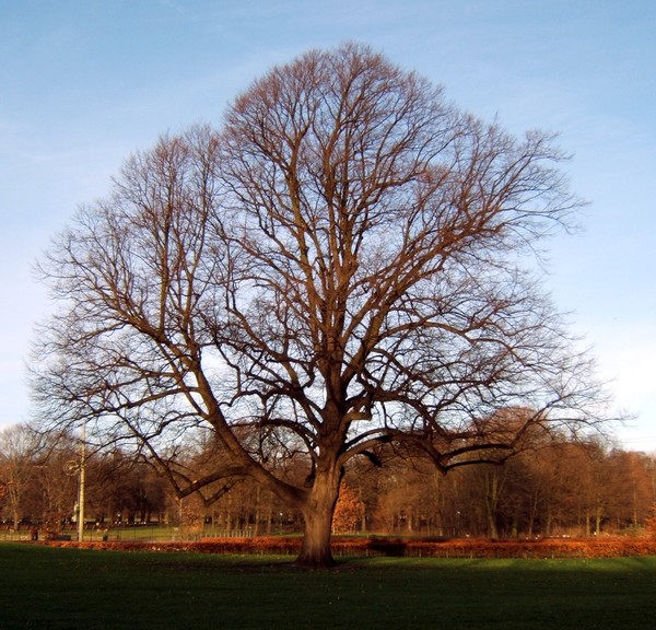 Linden