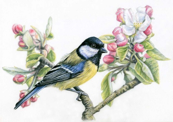 Great Tit and Spring