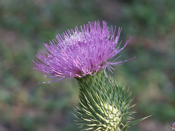 Yes, it's a flower too!