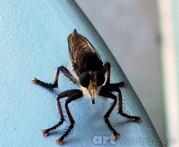 Robber Fly 