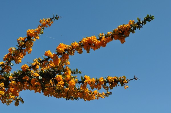 All orange