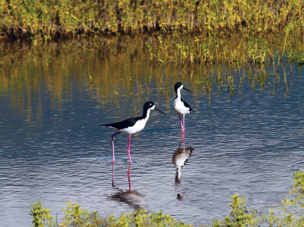 Black-Necked Stilts