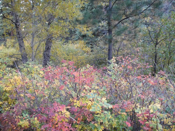 Fall Foilage