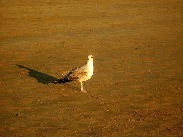 seagull