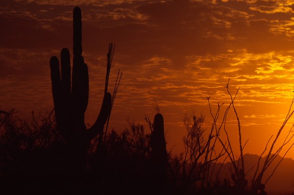 Saguaro Cactus at sunset