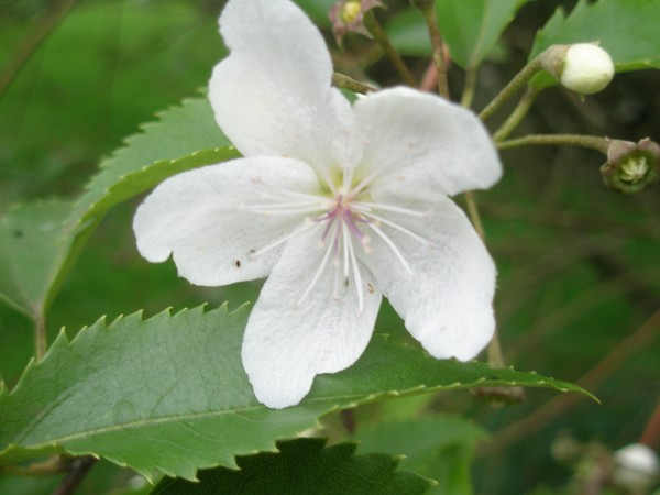 White Flower