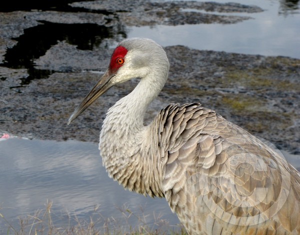 Sandhill on the pond