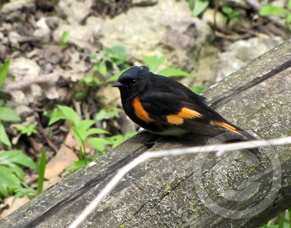 American Redstart (Warbler)