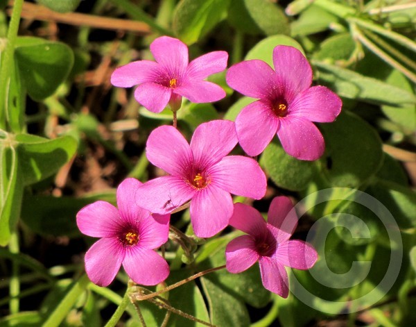 Pink Wood Sorrel Spring Flowers