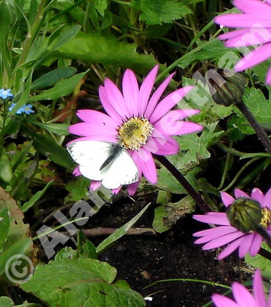 White on purple