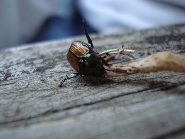 Beatle