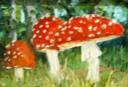 Mushrooms..nature's umbrellas
