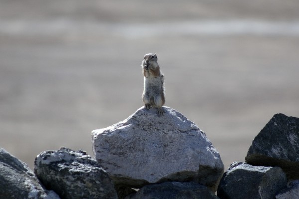 lunch upon a rock