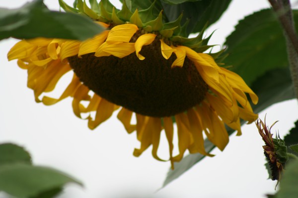 sunflower 3