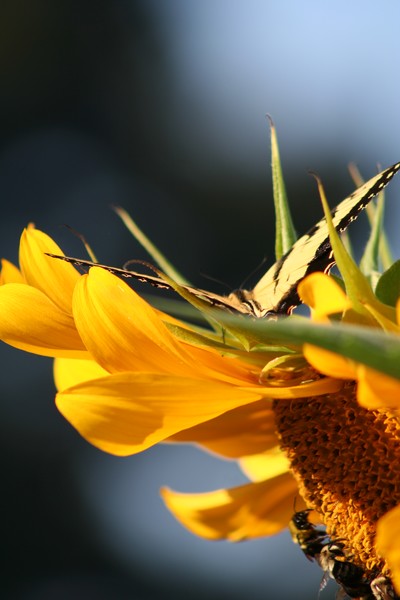 Tiger Flower