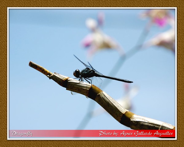 Dragonfly