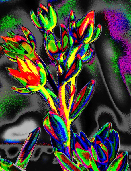 Cactus Flower on acid