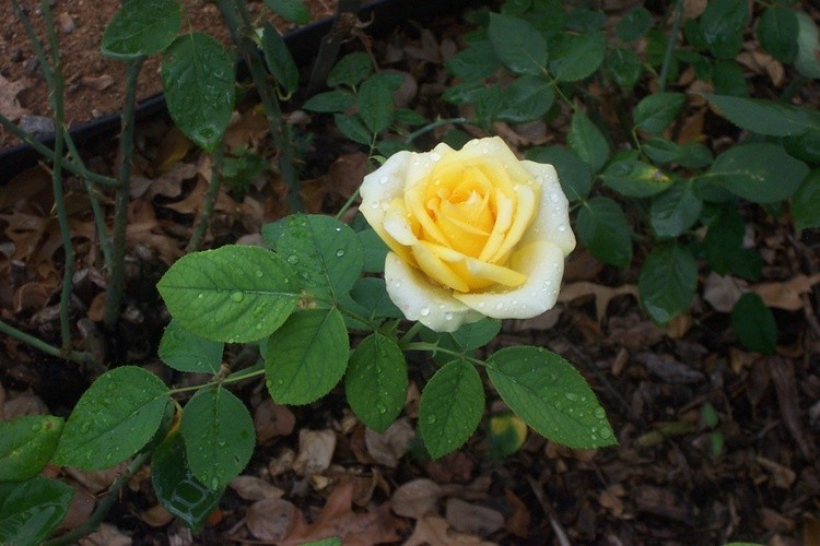 Golden Yellow Rose