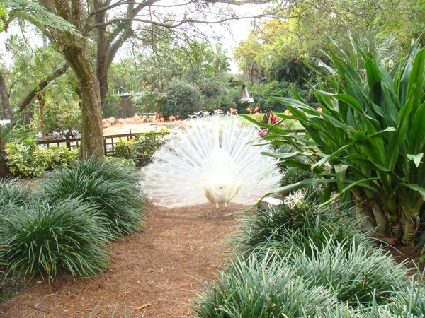 White Peacock