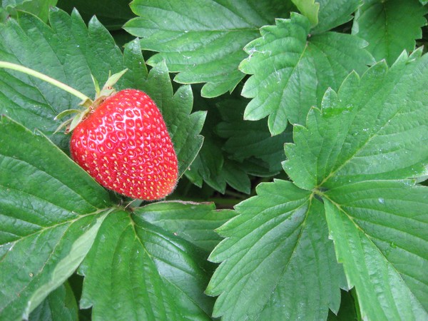 Strawberry Wars
