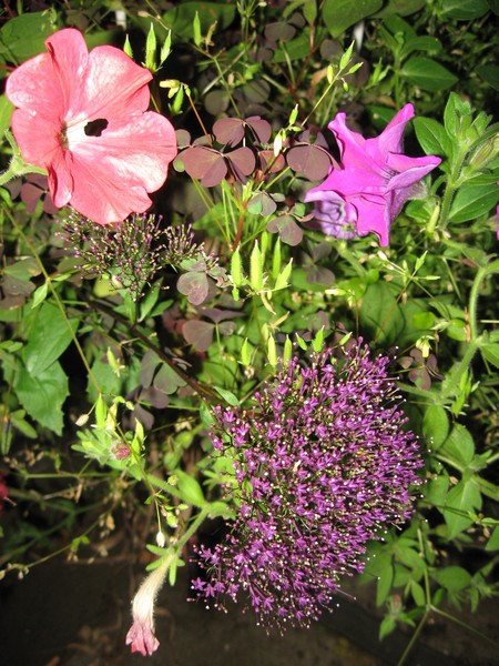 Red Clover