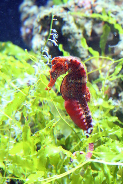 Hippocampus