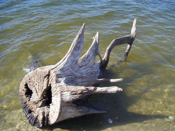 Wooden Shark