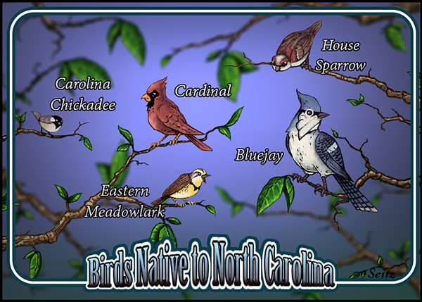 North Carolina Birds