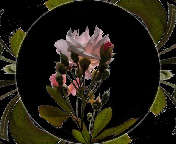 rOsEaRt