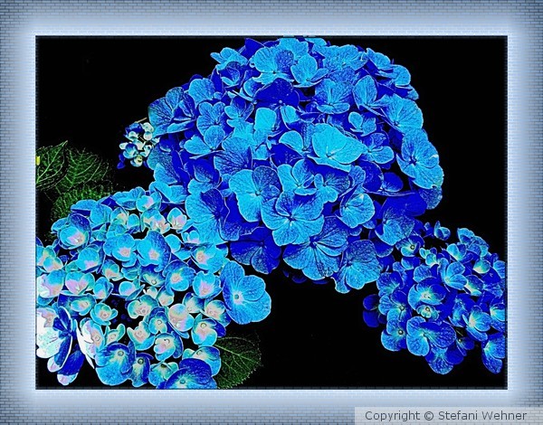 summer blues