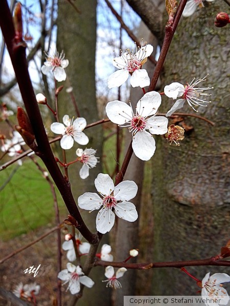 shy signs of spring