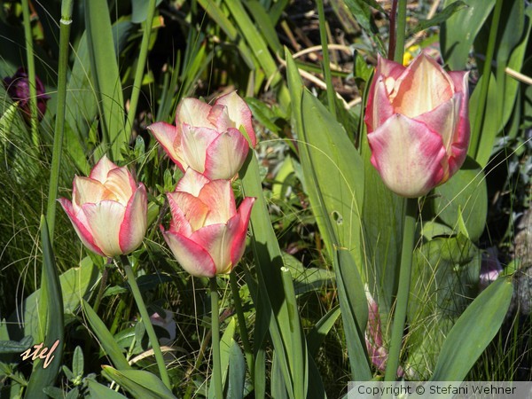 tulip season