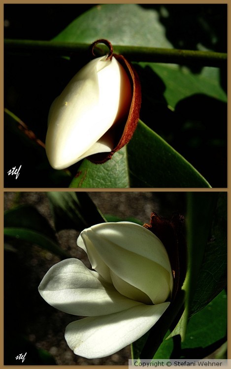 Magnolia display