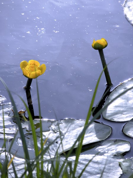 Buds of water-lilies in the evening sun