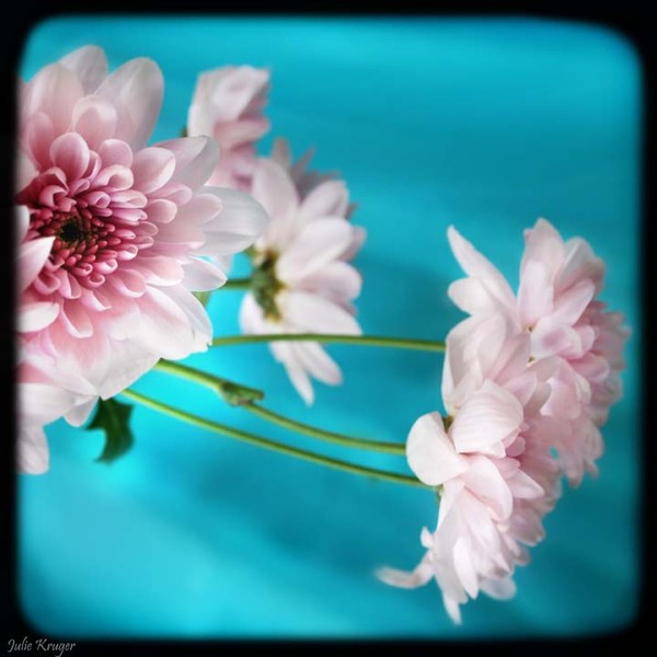 Vintage Daisy 1