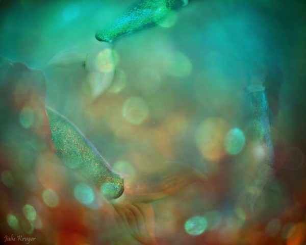 Mermaid World - Original Signed Fine Art Photograp